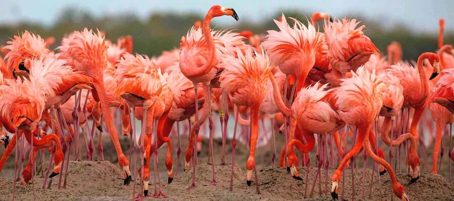 Rio Lagartos and Las Coloradas: Safari Flamingo Luxury - A private Río Lagartos safari with room to slow down
