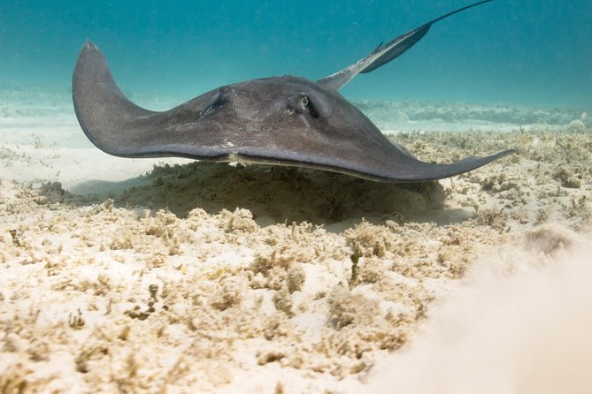 Riviera Maya Luxury Snorkeling Cruise with Lunch and Drinks - Paddleboards, water mats, and the second stop