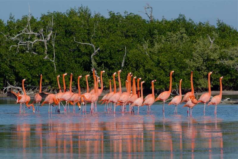Riviera Maya: Rio Lagartos & Las Coloradas Day Trip w/Lunch - Cruising the Mangroves of Río Lagartos