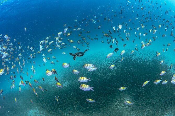Scuba Dive in La Paz: Sea Lions, Turtles, Fish Schools and Wrecks - From the Malecón to the open water
