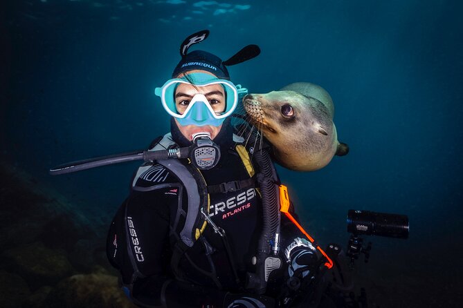 Scuba Dive in La Paz: Sea Lions, Turtles, Fish Schools and Wrecks - What you might see beneath the surface