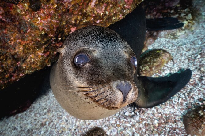 Scuba Dive in La Paz: Sea Lions, Turtles, Fish Schools and Wrecks - Omar and the value of a small group