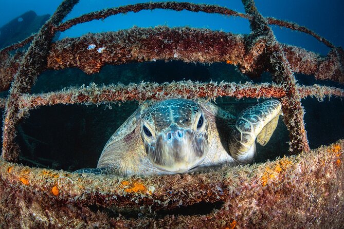 Scuba Dive in La Paz: Sea Lions, Turtles, Fish Schools and Wrecks - Lunch on a beach between the sessions