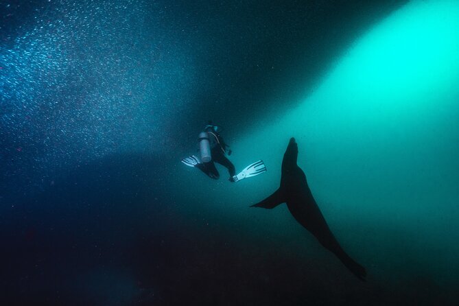 Scuba Dive in La Paz: Sea Lions, Turtles, Fish Schools and Wrecks - Is $226.40 a fair price?