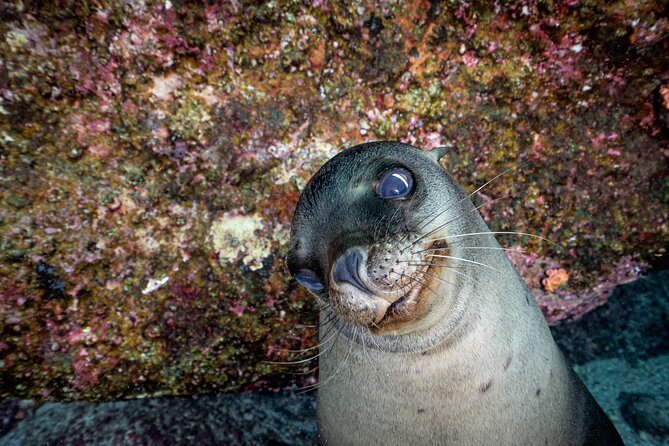 Scuba Dive in La Paz: Sea Lions, Turtles, Fish Schools and Wrecks - Who should book this experience?