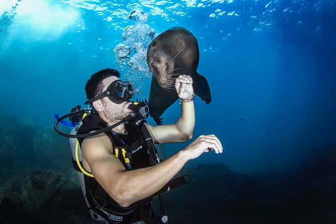 Scuba Dive in La Paz: Sea Lions, Turtles, Fish Schools and Wrecks - Choosing your two underwater sessions