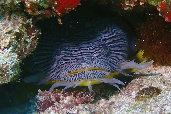 Scuba Diving Adventure WITHOUT CERTIFICATION! Try it today! - Two underwater sessions, not just one quick look