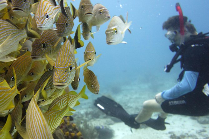 Scuba diving at MUSA the underwater museum for certified divers - Guidance for certified scuba participants