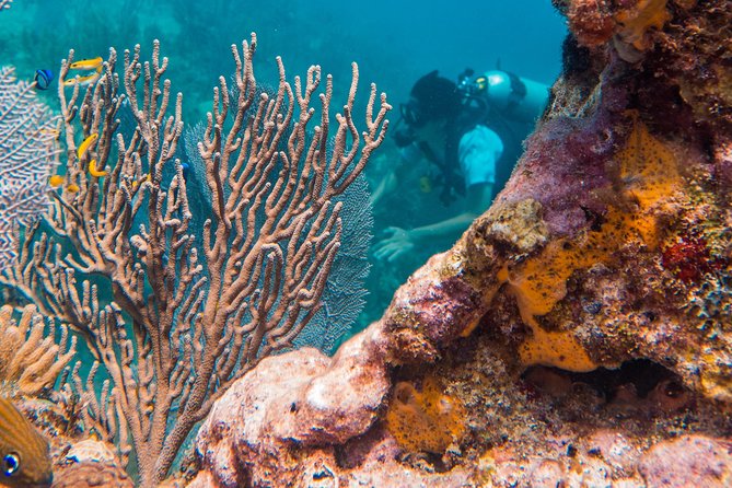 Scuba Diving in Cozumel Island - Why Cozumel works so well for a reef outing