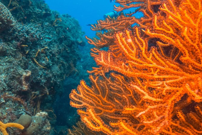 Scuba Diving in Cozumel Island - The 45-minute boat ride to the reef