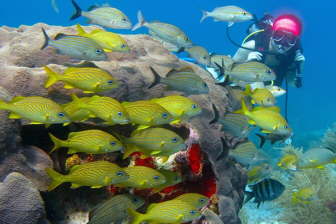 Scuba Diving Under Water Museum and Reef for beginners - Seasickness, nerves, and practical comfort