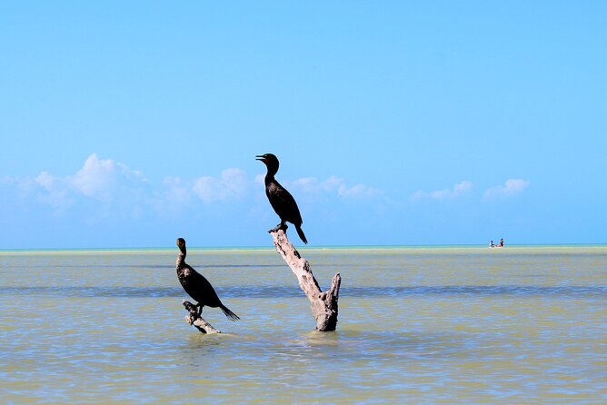 Shared mangroves kayak tour in Holbox - What is included, and what is not