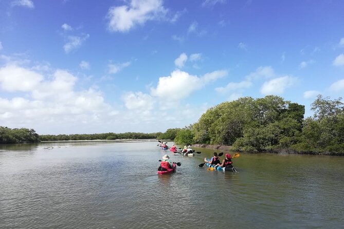 Shared mangroves kayak tour in Holbox - The guides shape the experience