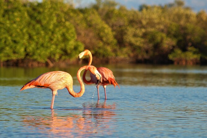 Shared mangroves kayak tour in Holbox - What the three-hour route feels like