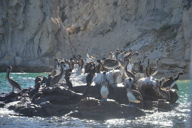 Shared Tour to the Arch of Cabo San Lucas - Finding D Dock without unnecessary stress
