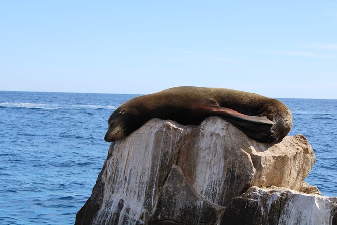 Shared Tour to the Arch of Cabo San Lucas - El Arco and the meeting of two seas