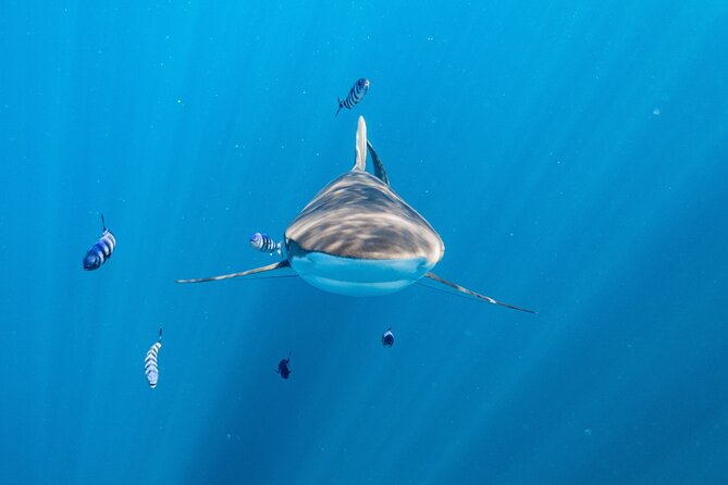 Shark Safari & Snorkel Adventure in Cabo San Lucas - Leaving Cabo San Lucas at 7:00 a.m.