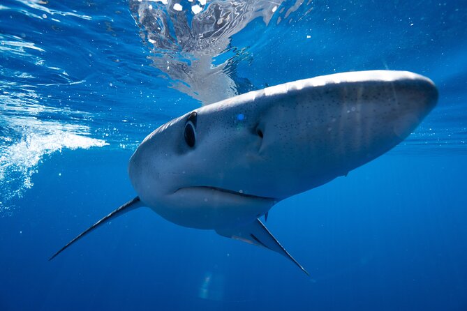 Shark Safari & Snorkel Adventure in Cabo San Lucas - Why shark conservation is part of the experience