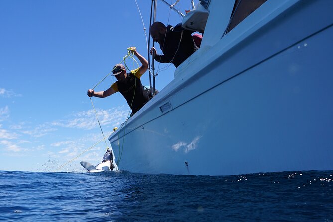 Shark Safari & Snorkel Adventure in Cabo San Lucas - What is included for $203.12