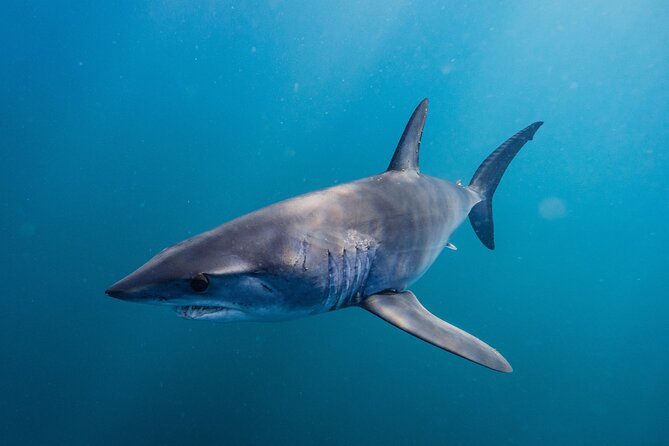 Shark Safari & Snorkel Adventure in Cabo San Lucas - A small crew makes a difference