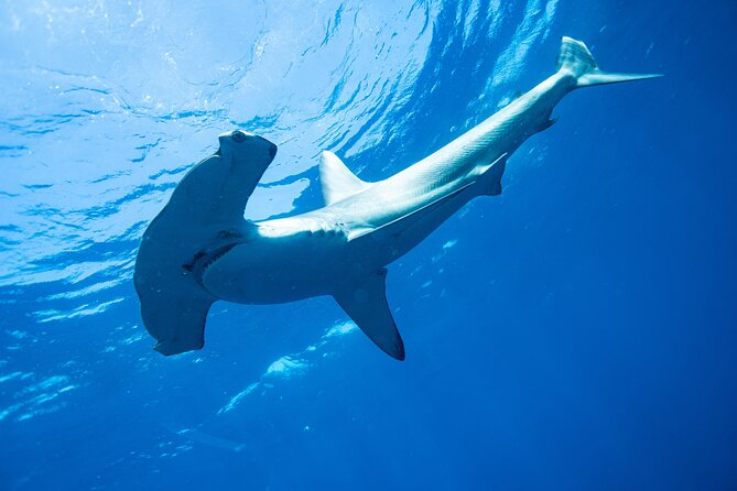 Shark Safari & Snorkel Adventure in Cabo San Lucas - The shark briefing is more than a quick warning