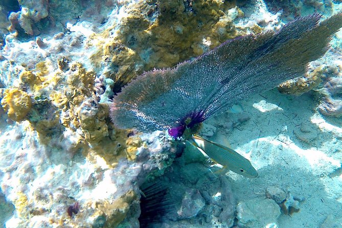 SkyReef Cozumel Snorkel & Tequila Tasting - Booking, timing, and cancellation details