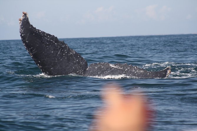 Small-Group Half-Day Whale-Watching Tour in Puerto Vallarta - Leaving Marina Vallarta for Banderas Bay