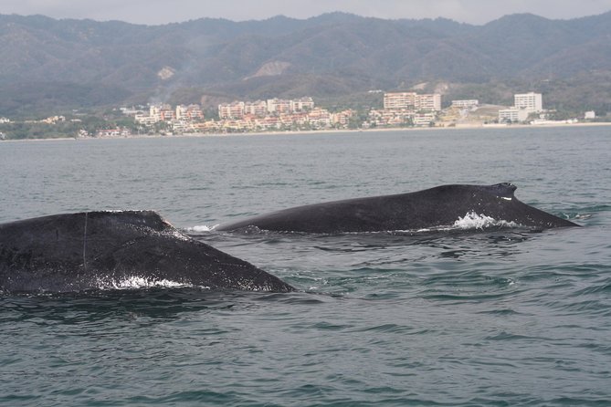 Small-Group Half-Day Whale-Watching Tour in Puerto Vallarta - What lunch adds after three hours at sea