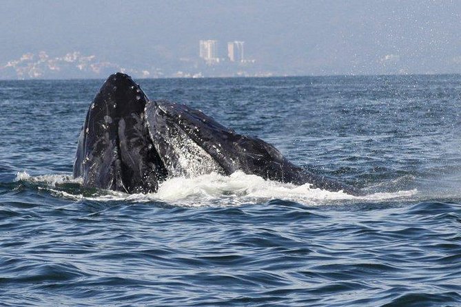 Small-Group Half-Day Whale-Watching Tour in Puerto Vallarta - Who should book this whale trip