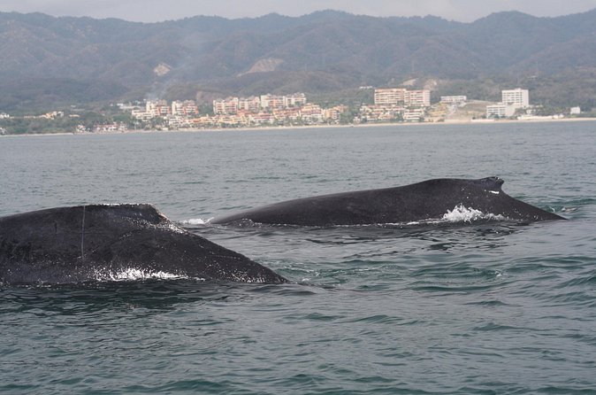 Small-Group Half-Day Whale-Watching Tour in Puerto Vallarta - Booking details and cancellation rules