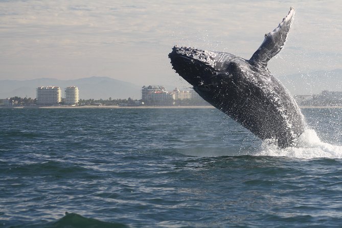 Small-Group Half-Day Whale-Watching Tour in Puerto Vallarta - Searching for humpbacks with Thalia, Pilar, or another marine guide