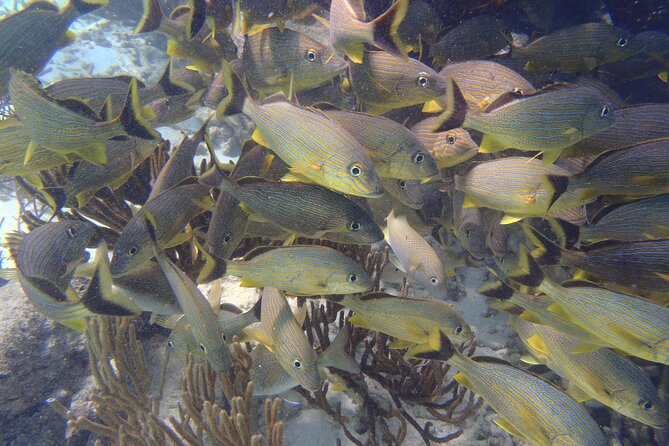 Small-Group Mesoamerican Barrier Reef Snorkeling in Puerto Morelos - Families can make this work with some preparation