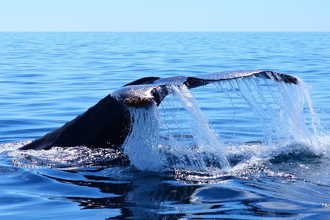 SMALL GROUP Whale Watch | Cabo San Lucas | Biologist | FREE Pics - Why a 12-person boat changes the Cabo whale-watching experience