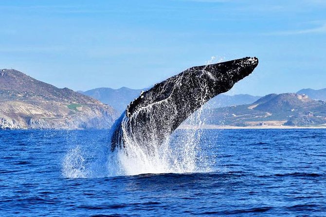 SMALL GROUP Whale Watch | Cabo San Lucas | Biologist | FREE Pics - Searching the Pacific and Sea of Cortez for whales