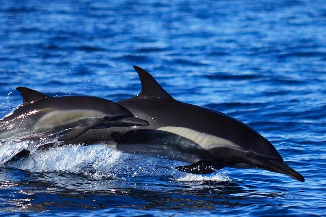 SMALL GROUP Whale Watch | Cabo San Lucas | Biologist | FREE Pics - The hydrophone adds a rare second sense