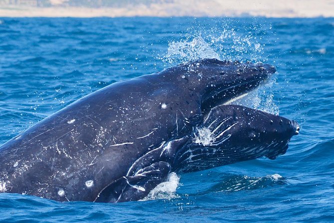 SMALL GROUP Whale Watch | Cabo San Lucas | Biologist | FREE Pics - Free photos help you keep watching instead of filming