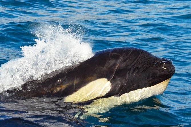 SMALL GROUP Whale Watch | Cabo San Lucas | Biologist | FREE Pics - Price, timing, and what the $109 covers