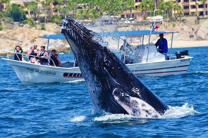 SMALL GROUP Whale Watch | Cabo San Lucas | Biologist | FREE Pics - Conditions, seasickness, and practical comfort
