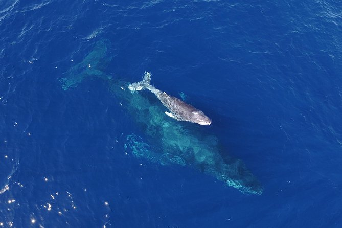 SMALL GROUP Whale Watch | Cabo San Lucas | Biologist | FREE Pics - Meeting The Arch, Lovers Beach, and Pelican Rock