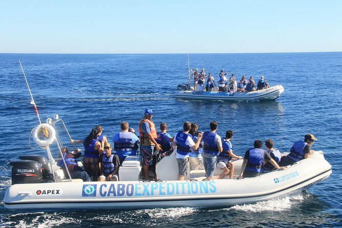 Small-Group Whale Watching Zodiac Boat Cruise in Cabo San Lucas - What the marine guide adds