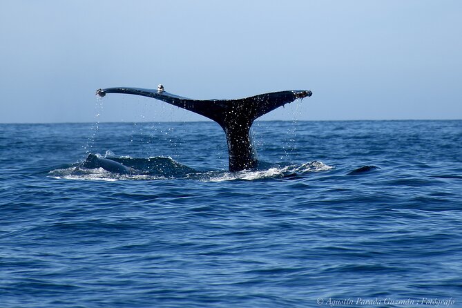 Small-Group Whale Watching Zodiac Boat Cruise in Cabo San Lucas - The real value of the $85 price