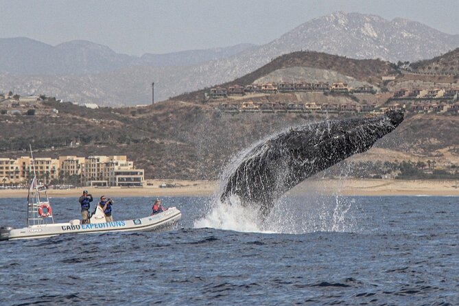 Small-Group Whale Watching Zodiac Boat Cruise in Cabo San Lucas - Group size and the space on board