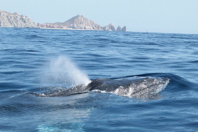 Small-Group Whale Watching Zodiac Boat Cruise in Cabo San Lucas - Rough water, safety, and comfort