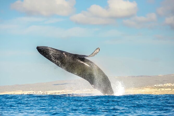 Small-Group Whale Watching Zodiac Boat Cruise in Cabo San Lucas - Searching both sides of Cabo