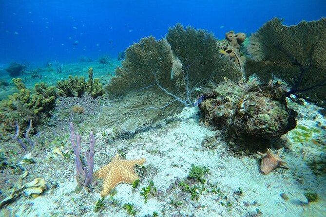 Snorkel along the coast, explore two reefs by Chivis del Mar - Dzul-Ha Reef adds a second chance to see sea life