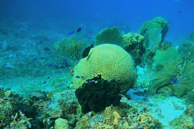 Snorkel along the coast, explore two reefs by Chivis del Mar - What is included for $35.85