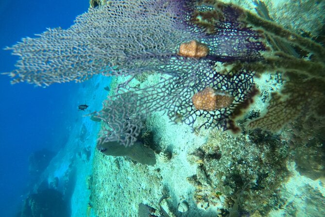 Snorkel along the coast, explore two reefs by Chivis del Mar - Equipment, clothing, and reef protection
