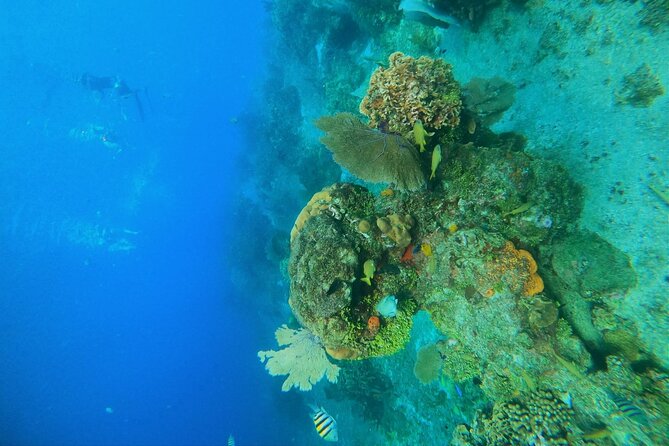 Snorkel along the coast, explore two reefs by Chivis del Mar - Who will enjoy this outing most