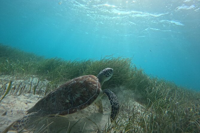 Snorkel at the Reef 2 HOURS Puerto Morelos National park - What the two-hour schedule really means