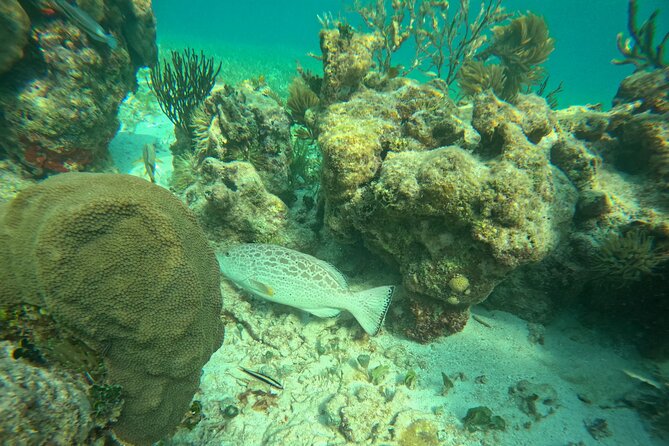 Snorkel at the Reef 2 HOURS Puerto Morelos National park - Is it suitable for children and less confident swimmers?